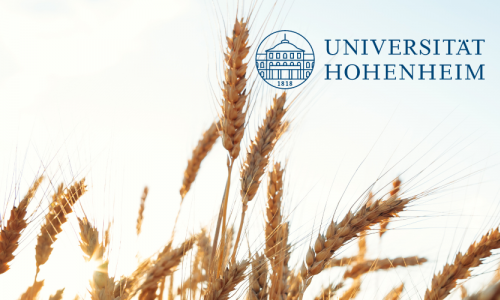 Weizenfeld mit Logo der Uni Hohenheim