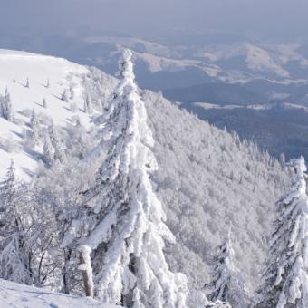 Verschneite Berglandschaft mit Tannen